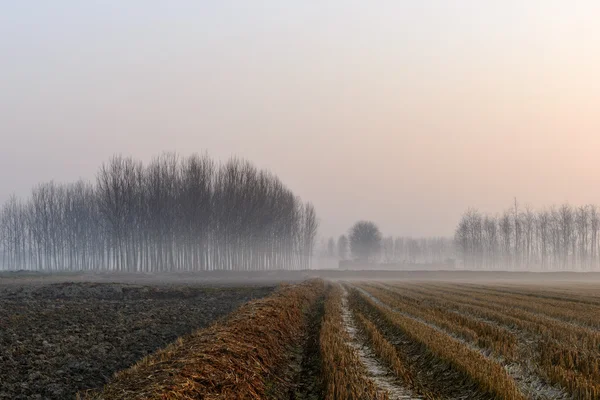 Mistige dageraad, lomellina (Italië) — Stockfoto