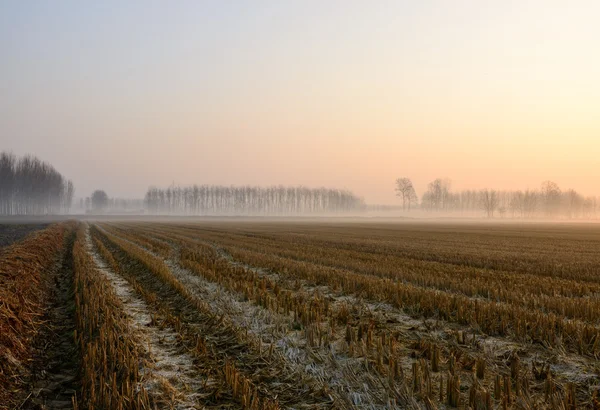 Neblige Morgendämmerung, Lomellina (Italien) — Stockfoto