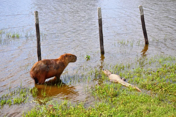 Capibara와 카이만, pantanal, 마토 그로소 (브라질 홍수 농장 — 스톡 사진