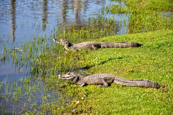 Yacare caimans, pantanal, 마토 그로소 (브라질) — 스톡 사진