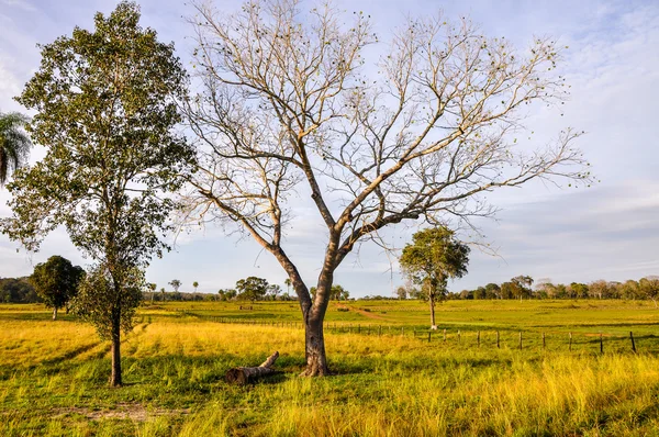 Gospodarstwo w pantanal, mato grosso (Brazylia) — Zdjęcie stockowe