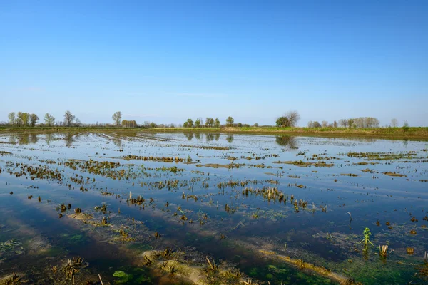 Campo de arroz inundado, Lomellina (Italia) ) —  Fotos de Stock
