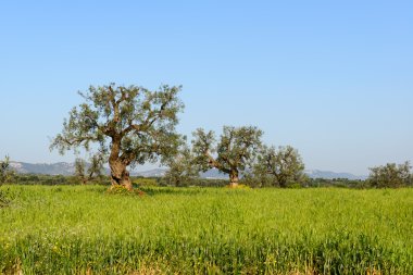 cisternino (İtalya yakınındaki eski zeytin ağaçları)