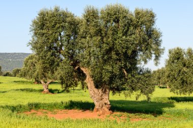 torre canne (İtalya yakınındaki eski zeytin ağaçları)