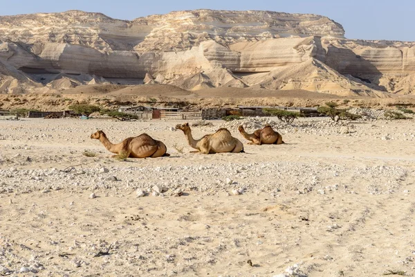 Sentado dromedários no cânion de Wadi Ash Shuwaymiyah (Omã ) — Fotografia de Stock