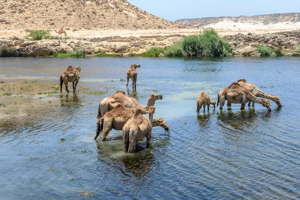 Dromedáry v wadi darbat, taqah (Omán) — Stockfoto