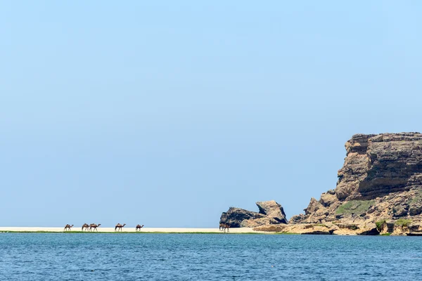 Dromedari a Wadi Darbat, Taqah (Oman ) — Foto Stock