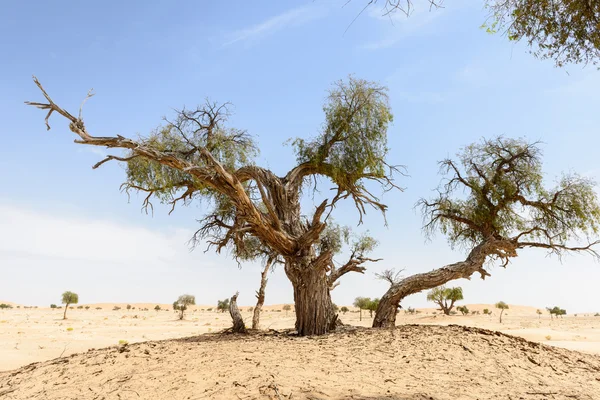 Trees among sand dunes in Rub al-Khali desert (Oman) — Stock Photo, Image