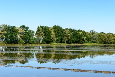sular altında pirinç alan, lomellina (İtalya)