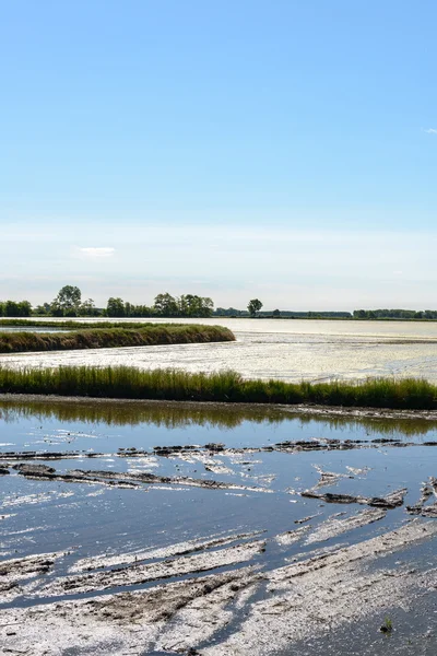 Flooded rice field, Lomellina (Italy) — Stock Photo, Image