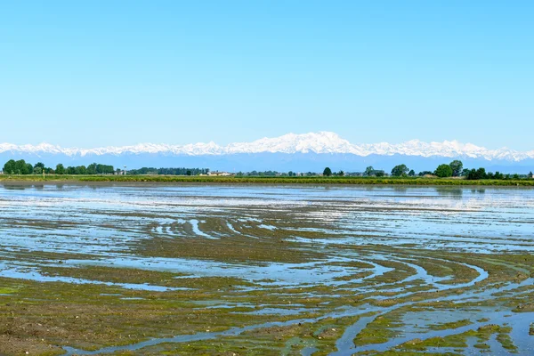 Campo de arroz inundado, Lomellina (Itália ) — Fotografia de Stock