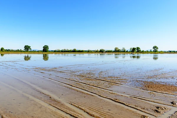 Overstroomd rijst veld, lomellina (Italië) — Stockfoto