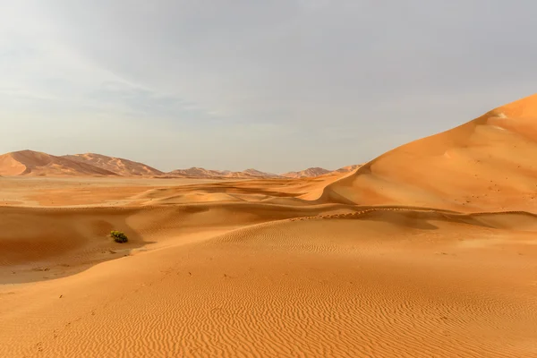 หุบเขาทรายในทะเลทรายโอมาน (โอมาน ) — ภาพถ่ายสต็อก