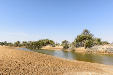 Oasis gölet Desert (Umman ile)