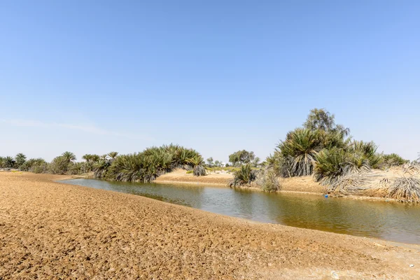 Oase mit Teich in der Wüste (oman) — Stockfoto