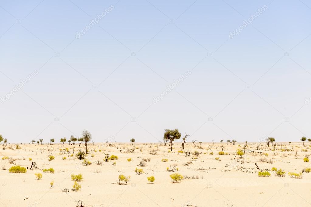 Sand dunes with trees and bushes in desert (Oman)