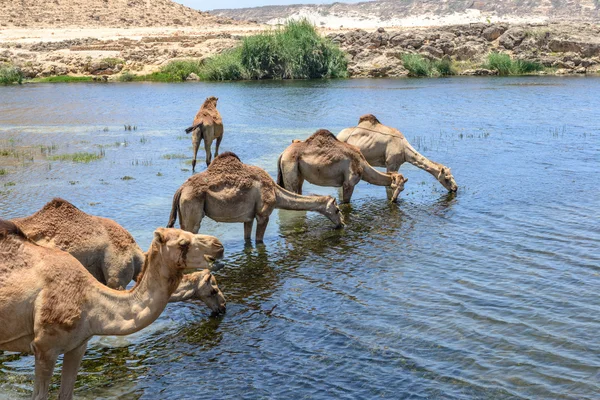 Dromedáry v wadi darbat, taqah (Omán) — Stockfoto
