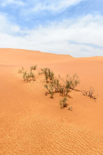 Dune di sabbia nel deserto dell'Oman (Oman ) — Foto Stock