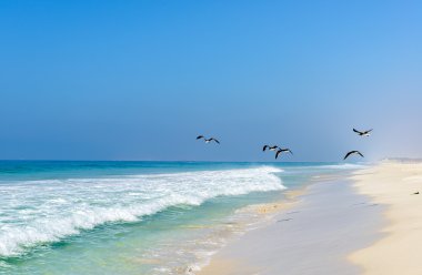 Beach of Salalah, Dhofar (Oman) clipart