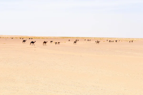 Stádo dromedáry, rub al Kali poušť (Omán) — Stock fotografie