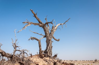 Dead tree in Oman desert (Oman) clipart