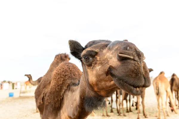 Head of dromedary in Oman desert (Oman) — Stock Photo, Image