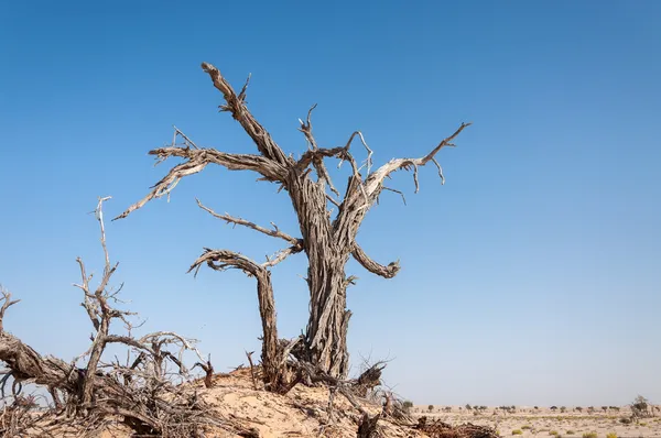 Dead tree in Oman desert (Oman) — Stock Photo, Image