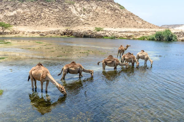 Dromedari a Wadi Darbat, Taqah (Oman ) — Foto Stock