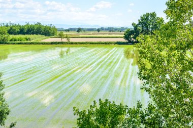 Flooded rice fields with plants (Italy) clipart