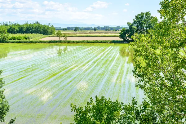 Campos de arroz inundado com plantas (Itália ) — Fotografia de Stock