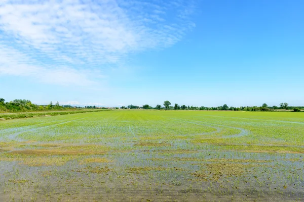Campos de arroz inundado, Lomellina (Itália ) — Fotografia de Stock