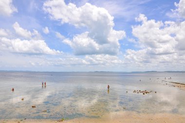 insanlar salvador de bahia (Brezilya yumuşakçalar, toplama)