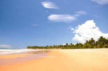 Beach of  Taipu de Fora, Bahia (Brazil) clipart