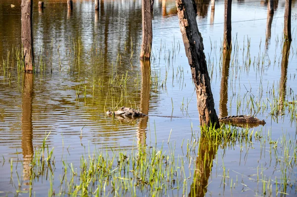 Yacare caiman, Pantanal, Mato Grosso  do Sul(Brazil) — 스톡 사진