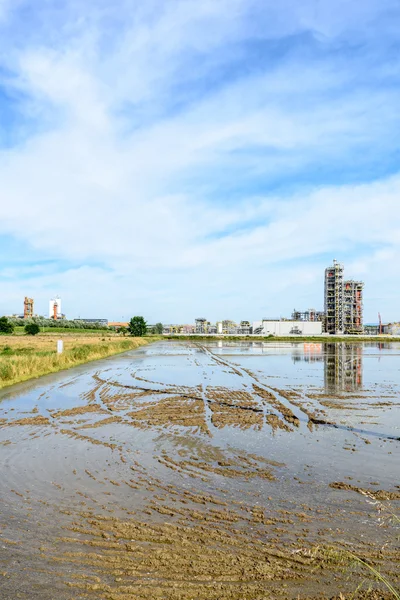 Flooded rice fields, Lomellina (Italy) — Stock Photo, Image