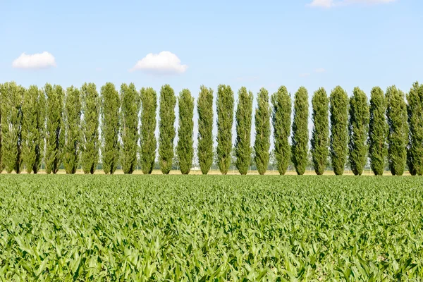 Maisfeld und Pappeln bei Mortara (Italien)) — Stockfoto