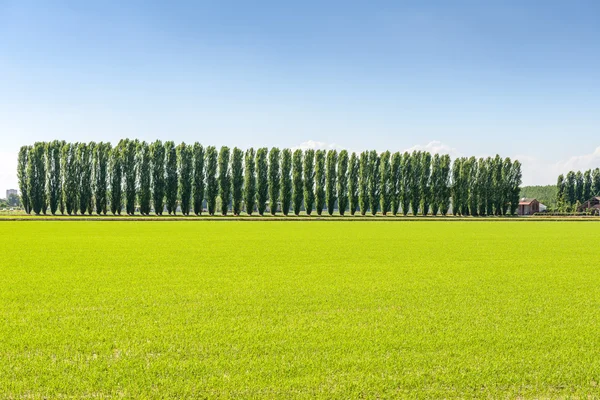 Campo de arroz y álamos cerca de Mortara (Italia) ) — Foto de Stock