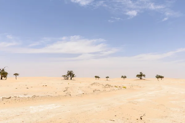 Árvores entre dunas de areia no deserto de Rub al-Khali (Omã ) — Fotografia de Stock