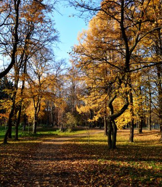 güneşli bir sonbahar günü