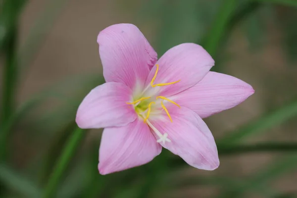 Nahaufnahme Makrofotografie Von Schöne Rosa Lilienblüte Detail Mit Defokussierten Hintergrund — Stockfoto