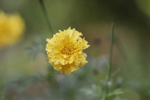 Gros Plan Fleur Souci Jaune Hybride Biologique Thaï Fleurissant Dans — Photo