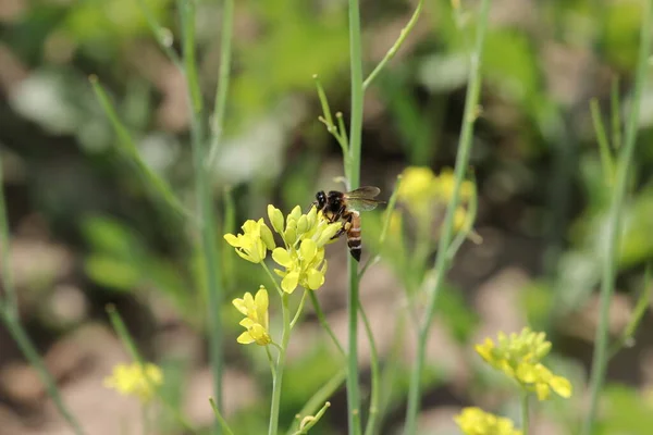 Nahaufnahme Einer Biene Die Honig Und Wachs Von Den Gelben — Stockfoto