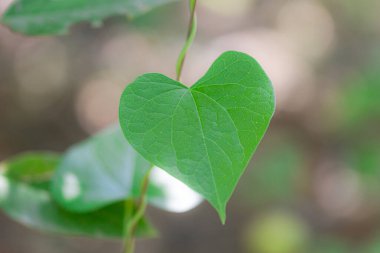 Giloy 'un sarmaşığında yetişen Giloy' un tıbbi özellikleriyle dolu yeşil yaprakların yakın çekimi. Giloy fotoğrafının en tıbbi bitkisi. yeşil Giloy yaprakları