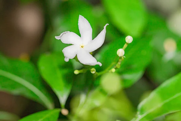 印度茉莉花中的有机泰国杂交种白茉莉花的特写 — 图库照片