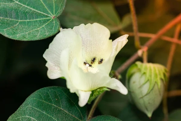 Close-up of organic Thai hybrid variety cotton crops or cotton flowers on the cotton crops in the cotton field india