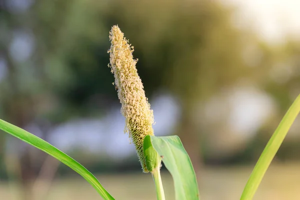 Close-up of Ear of organic Thai hybrid variety Millet fruit full of grains in the Millet field in india . Millet crops, bajra grass