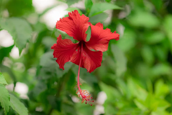 自然を背景に 夏にハイビスカスの植物にタイハイビスカスの赤い花のクローズアップ — ストック写真