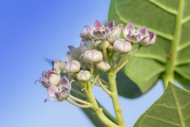 Organik Sağlıklı Melez Tayland Çölü Yaban Bitkisi - Sodom Elması (Calotropis procera), Kalotropis gigançayı, aak, madar mor çiçekleri yazın ormanda çiçek açıyor. Kalotropis procera