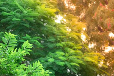 Işık efektinin yakın plan yağmur ormanları çözünmüş yağmur damlaları ağaçların üzerine düşüyor