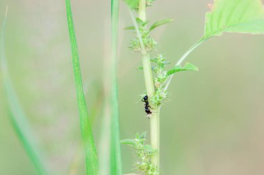 Doğanın bulanık arka planına sahip bir tohumu taşıyan vahşi bir bitkiden inen siyah, büyük bir marangoz karıncaya yakın plan.